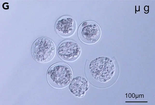 在国际空间站培育的老鼠胚胎。Mouse embryos cultivated aboard the International Space Station. (Wakayama et al., iScience, 2023)